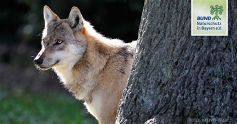 Bund Naturschutz Klagt Gegen Wolfsverordnung Bund Naturschutz In