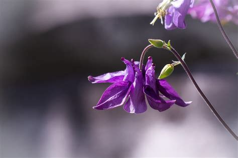 De Beste Inheemse Vaste Planten De Natuur Van Hier