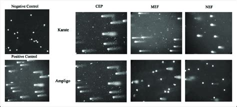 Representative Images Of Dna Damage As Visualized By Comet Assay In