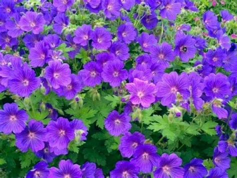 Geranium Johnsons Blue Deep Lavender Blue Flowers 2 X 13cm Pots £