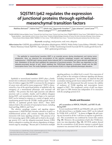 Pdf Sqstm1p62 Regulates The Expression Of Junctional Proteins