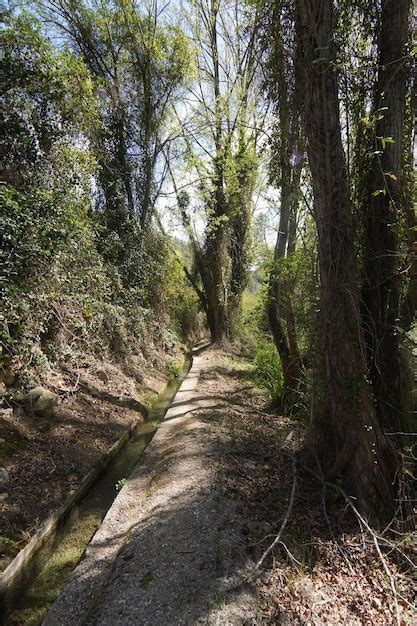 Un Camino A Trav S Del Bosque Con Rboles Y Las Palabras El Camino A