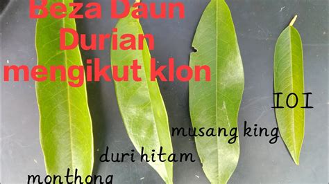 Perbezaan Daun Durian Mengikut Jenis Klon YouTube