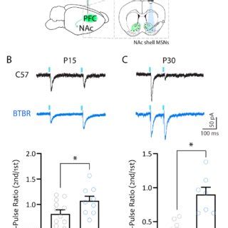 Btbr Mice Show Decreased Pfc Nac Glutamate Release Probability In Early