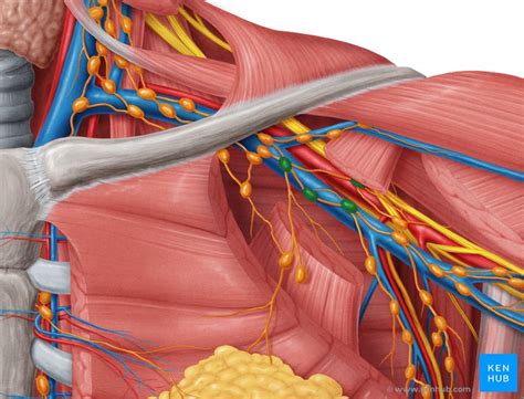 Axillary Lymph Nodes Definition Anatomy And Location Kenhub