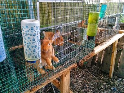 10 Reasons To Raise Meat Rabbits And 4 Reasons Not To Greneaux Gardens