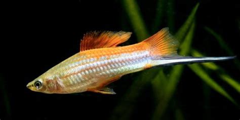 Swordtail Fish Care Guide The Aquarium Guide