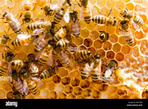 Bees Working On Honeycomb Stock Photo Alamy