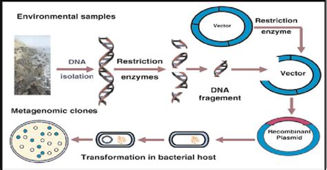 Recombinant Dna Diagram