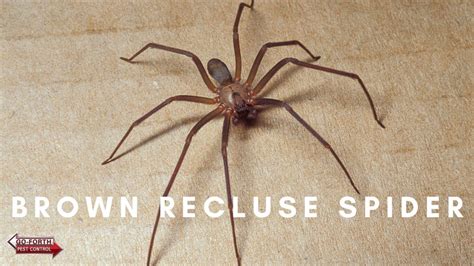 How To Identify The Infamous Brown Recluse Spider 😳 Youtube