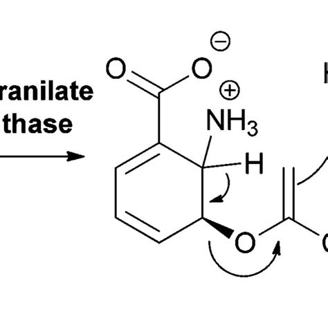 The Routing Of Chorismate To Five Amino And Hydroxybenzoates In Download Scientific Diagram