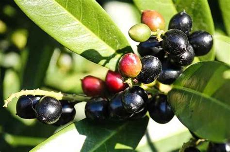 Cherry Laurel Berries