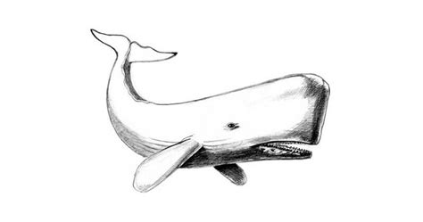 How To Draw A Sperm Whale With A Pencil Step By Step Tutorial