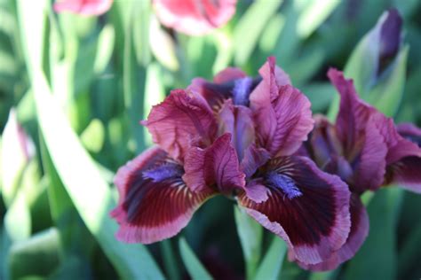 Iris Cat S Eye Cat Eye Iris Plants Plant Bearded Iris Planets Irises