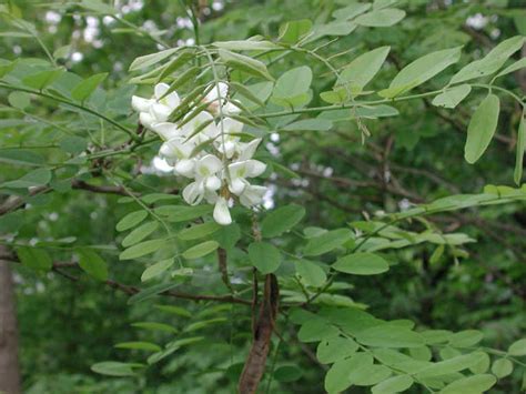 Black Locust Robinia Pseudoacacia L 01 Flowering Trees Bushes