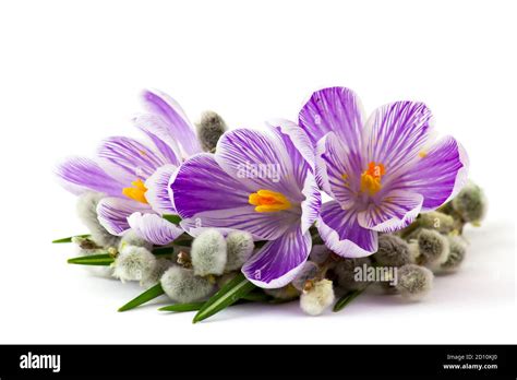 Crocus Flowers And Pussy Willow Twigs On White Background Stock Photo
