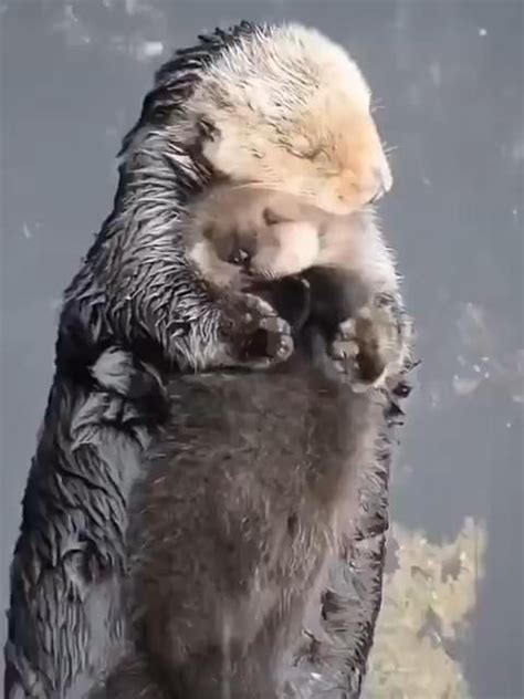 Otter holding her baby baby otter can t get into the water sweet dream baby otter – Artofit