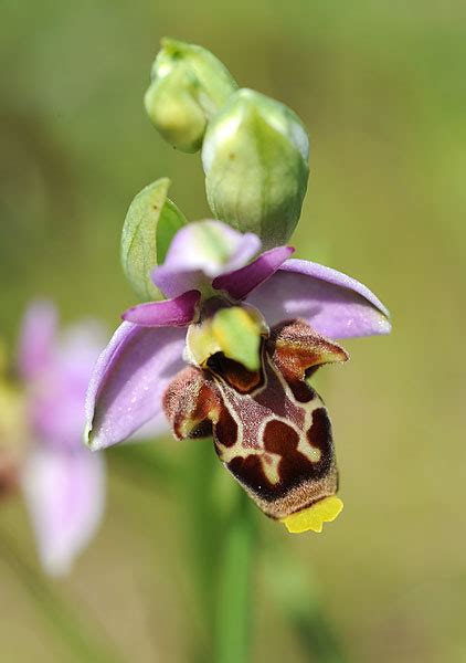 Florealpes Ophrys Scolopax Subsp Scolopax Ophrys Bécasse