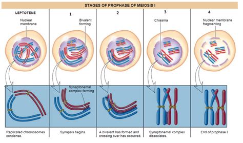 What Are The 5 Stages Of Prophase I