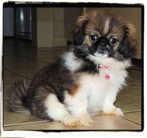 Pekingese Puppy Yuka 8 Weeks Old Pekingese Puppies Spaniel Breeds