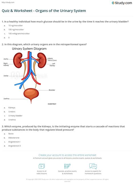 Anatomy And Physiology Urinary System Practice Diagrams Fa