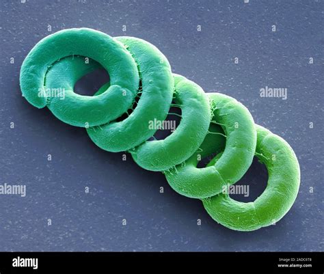 Spirulina Cyanobacteria Scanning Electron Micrograph SEM Spirulina