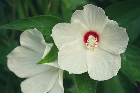 Crimsoneyed Rosemallow Florida Wildflower Foundation