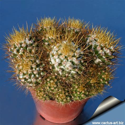 Mammillaria Nivosa