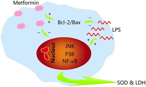 Schematic Protection Of Metformin Lipopolysaccharide LPS Stimulation