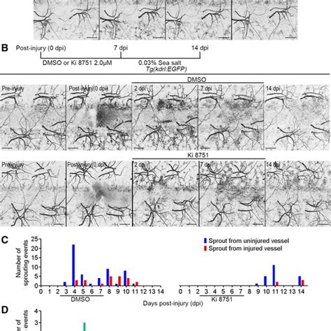 The Process Of Angiogenesis During Cutaneous Wound Healing After