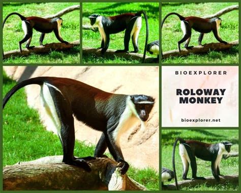 Roloway Monkey Characteristics Cercopithecus Roloway Facts