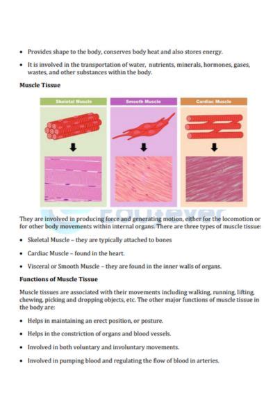 Class 9 Science Chapter 6 Tissues