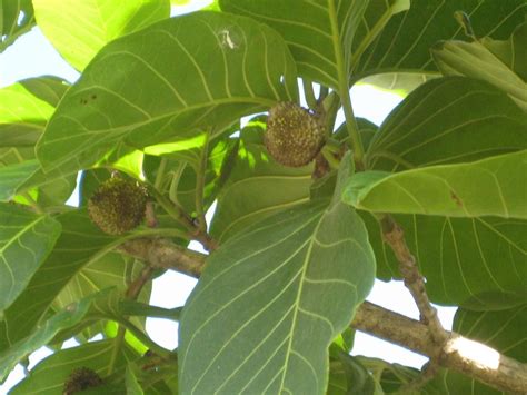 Forum: Identification of Tree with Fruit and Nuts