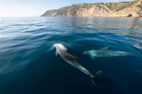 Set Bal E Tr Ia Passeio De Barco C Observa O De Golfinhos Getyourguide