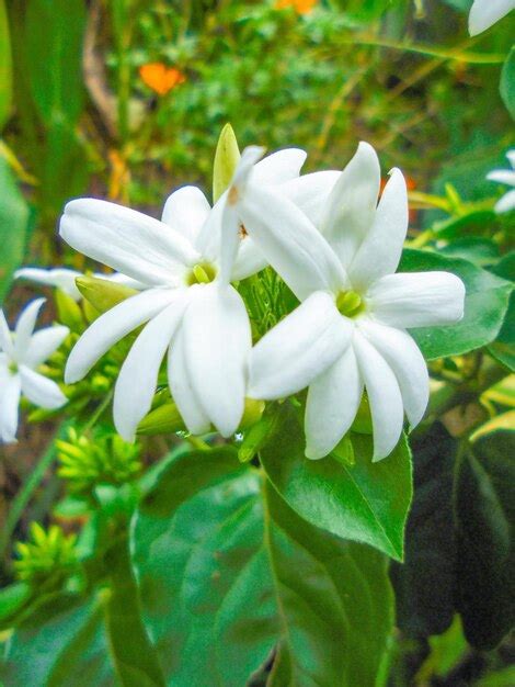 Premium Photo | White jasmine flower