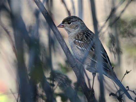 Golden crowned sparrow | BirdForum