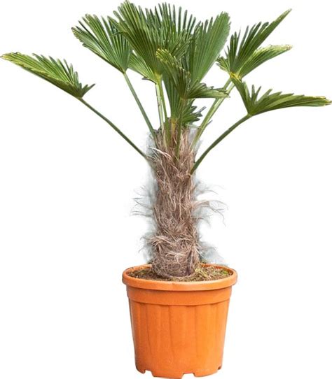 2 Stuks Chinese Waaierpalm Trachycarpus Fortunei H 110 Cm St H 35