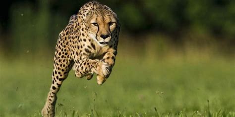 Top 10 Fastest Animals in the World | DinoAnimals.com