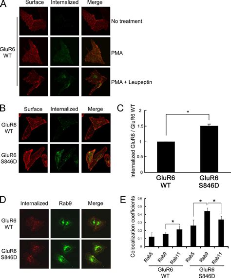 Differential Regulation Of Kainate Receptor Trafficking By