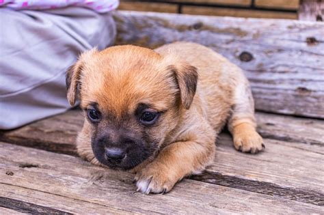 Retrato de un cachorro esta es una mascota muy cariñosa y maravillosa