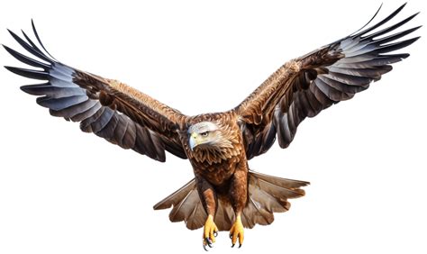 Eagle With 24704540 PNG