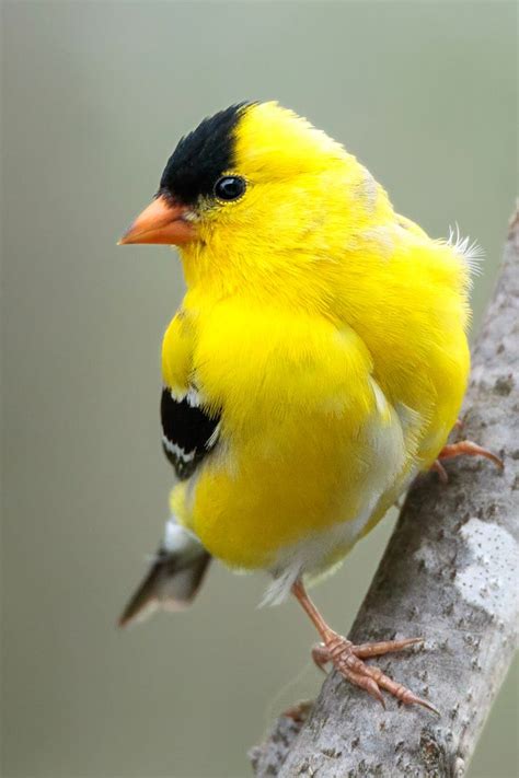 A Small Yellow Bird Perched On Top Of A Tree Branch