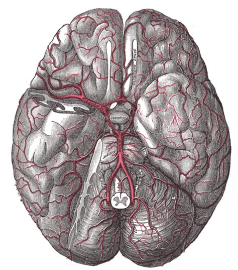 Circle Of Willis Wikidoc