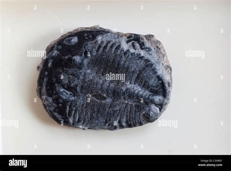 Fossile Di Trilobite Immagini E Fotografie Stock Ad Alta Risoluzione