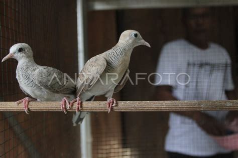 Budi Daya Burung Perkutut Di Ngawi Antara Foto