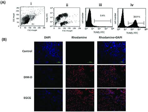 Determination Of Apoptosis In A Cells After Treatment With Dim D And