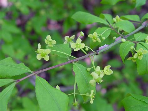 Euonymus Alatus Burning Bush Winged Spindle Tree Go Botany