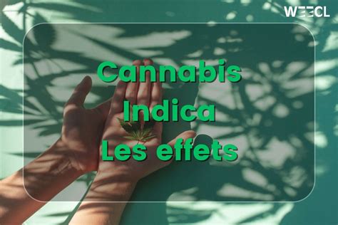 Les Effets Du Cannabis Indica Weecl