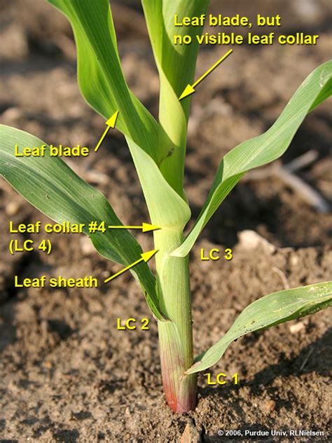 Determining Corn Leaf Stages (Purdue University)