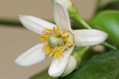 Pomelo Flower Citrus Maxima Macro Shot Of This Flower T Flickr